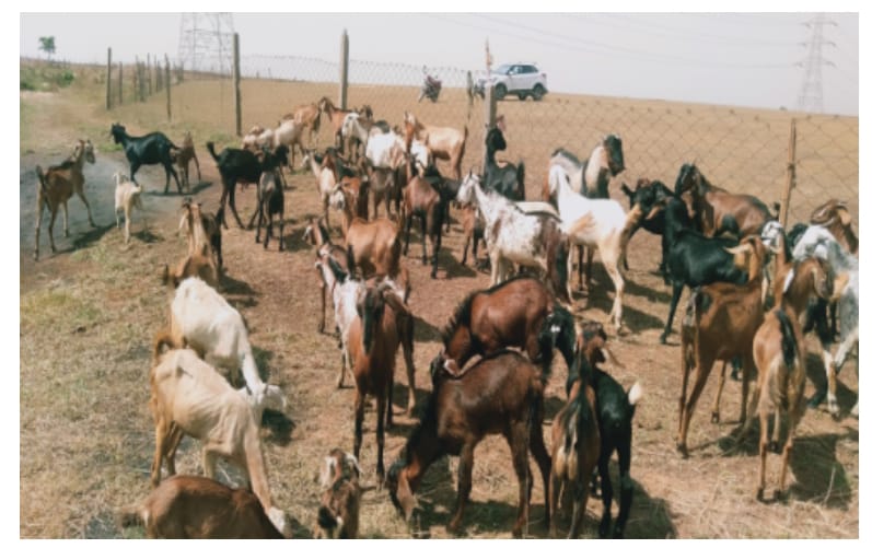 6 से 8 अगस्त तक कामधेनु विश्वविद्यालय में बकरी पालन प्रबंधन एवं उद्यमिता विकास पर प्रशिक्षण 6 से 8 अगस्त तक कामधेनु विश्वविद्यालय में बकरी पालन प्रबंधन एवं उद्यमिता विकास पर प्रशिक्षण