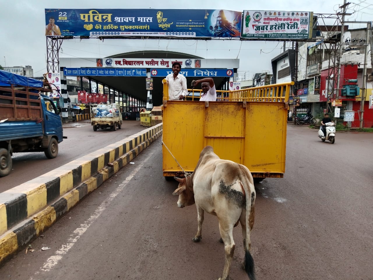 भिलाई निगम द्वारा आवारा पशुओ को रेडियम स्टीकर लगाने का अभियान जारी भिलाई निगम द्वारा आवारा पशुओ को रेडियम स्टीकर लगाने का अभियान जारी