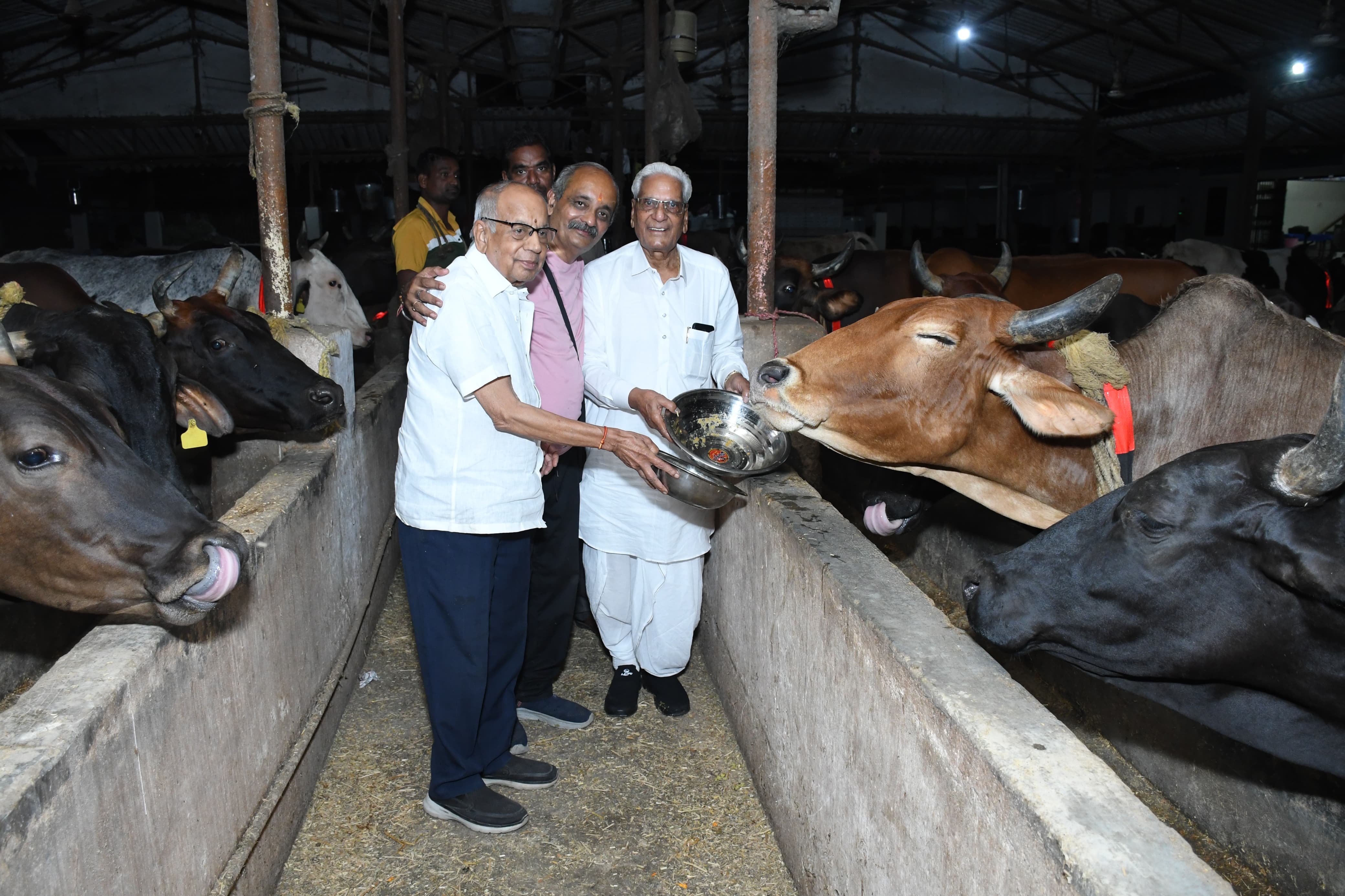 अन्नकूट, गोवर्धन पूजा पर गौवंश को गौग्रास खिलाकर गौसेवा की अन्नकूट, गोवर्धन पूजा पर गौवंश को गौग्रास खिलाकर गौसेवा की