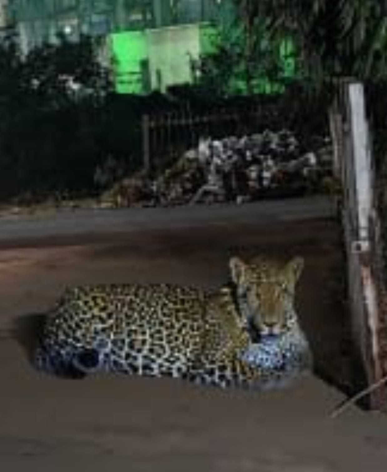 रेलवे पीपी यार्ड भिलाई 3 के समीप विचरण करता हुआ दिखा तेंदुआ रेलवे पीपी यार्ड भिलाई 3 के समीप विचरण करता हुआ दिखा तेंदुआ