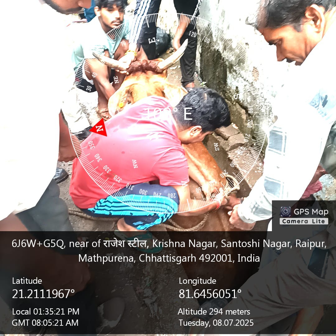 तेज बारिश में तरुण बाजार के पास बड़ी नाली में अचानक गिरी गाय को निगम जोन 6 की टीम ने पहुंचकर तत्काल सुरक्षित बाहर निकाला तेज बारिश में तरुण बाजार के पास बड़ी नाली में अचानक गिरी गाय को निगम जोन 6 की टीम ने पहुंचकर तत्काल सुरक्षित बाहर निकाला