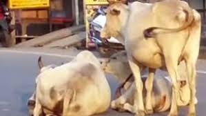 पालतू मवेशियों को लावारिस छोड़ने पर निगम ने कराया एक और एफआईआर पालतू मवेशियों को लावारिस छोड़ने पर निगम ने कराया एक और एफआईआर