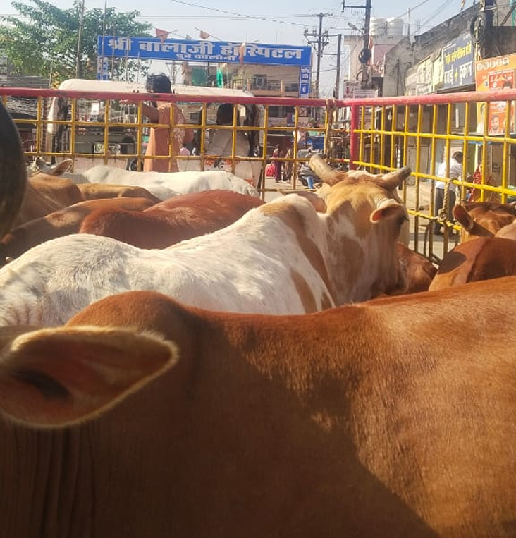 46 दिनों में 2196'आवारा पशुओं को धरपकड़ कर गौठानों में भेजा गया 46 दिनों में 2196'आवारा पशुओं को धरपकड़ कर गौठानों में भेजा गया