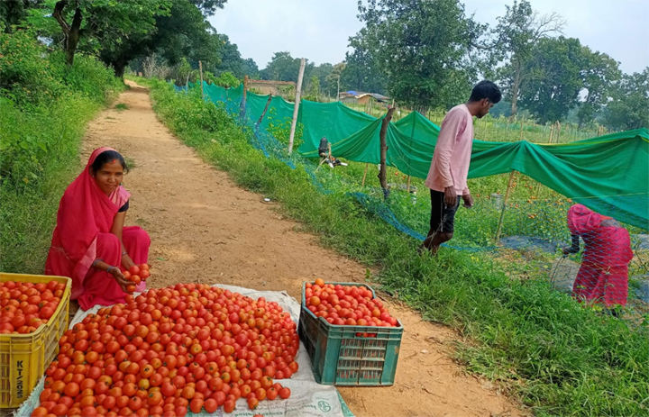 टमाटर की लालिमा ने सँवारा जीवन : 50 हजार के ऋण से शुरू हुआ सफर टमाटर की लालिमा ने सँवारा जीवन : 50 हजार के ऋण से शुरू हुआ सफर