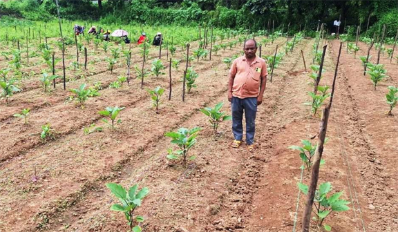 सफलता की इबारत: नवाचार और तकनीक से दोगुनी हुई किसान की आय सफलता की इबारत: नवाचार और तकनीक से दोगुनी हुई किसान की आय