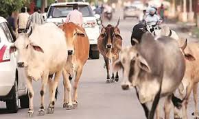 घुमंतू पशुओं के कारण होने वाले दुर्घटनाओं को रोकने एक माह तक विशेष अभियान चलाने के निर्देश घुमंतू पशुओं के कारण होने वाले दुर्घटनाओं को रोकने एक माह तक विशेष अभियान चलाने के निर्देश