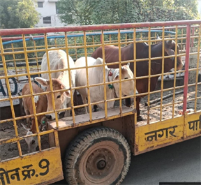 रायपुर नगर निगम ने 1 जनवरी 2024 से 10 नवम्बर 2025 तक 10809 आवारा मवेशियों को पकडकर कांजी हॉउस भेजा रायपुर नगर निगम ने 1 जनवरी 2024 से 10 नवम्बर 2025 तक 10809 आवारा मवेशियों को पकडकर कांजी हॉउस भेजा