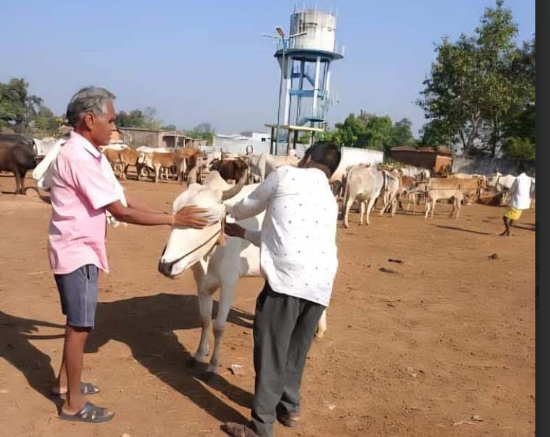 ग्राम तेलगांन और बीजेपार में एक दिवसीय पशु चिकित्सा शिविर आयोजित ग्राम तेलगांन और बीजेपार में एक दिवसीय पशु चिकित्सा शिविर आयोजित