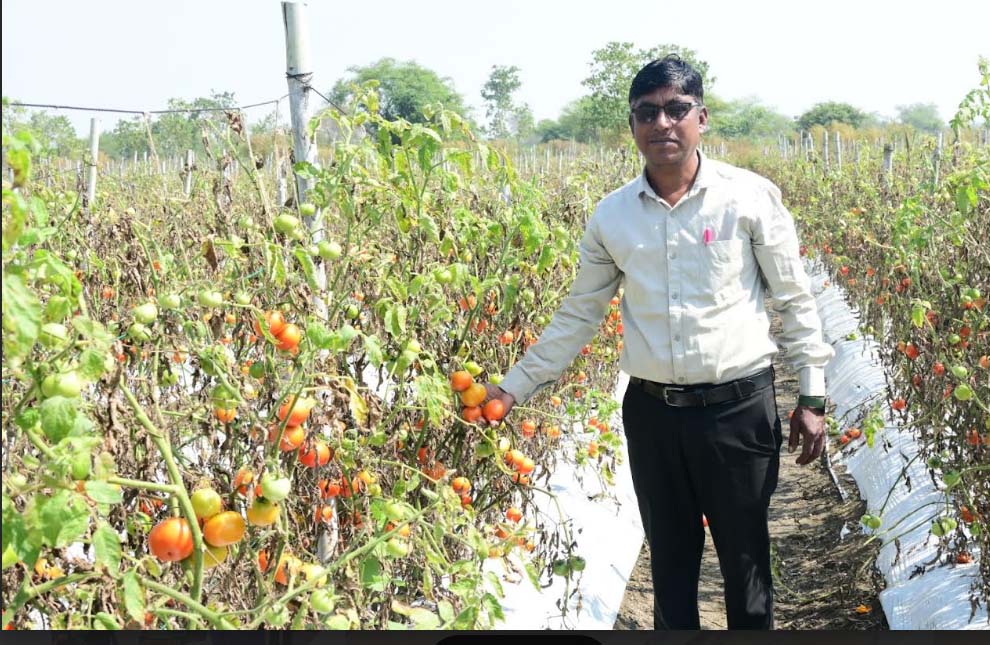 टमाटर के भरपूर उत्पादन से किसान सुरेश सिन्हा को मिला बहुत फायदा टमाटर के भरपूर उत्पादन से किसान सुरेश सिन्हा को मिला बहुत फायदा
