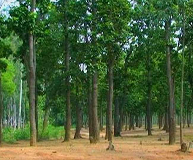 धमधा एवं पाटन डिविजन में वन विभाग की सतत निगरानी धमधा एवं पाटन डिविजन में वन विभाग की सतत निगरानी