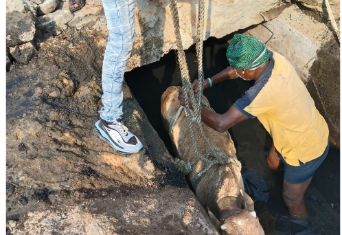 नाले में गिरे बछड़े को निगम जोन 7 स्वास्थ्य विभाग की टीम ने सुरक्षित बाहर निकाला नाले में गिरे बछड़े को निगम जोन 7 स्वास्थ्य विभाग की टीम ने सुरक्षित बाहर निकाला