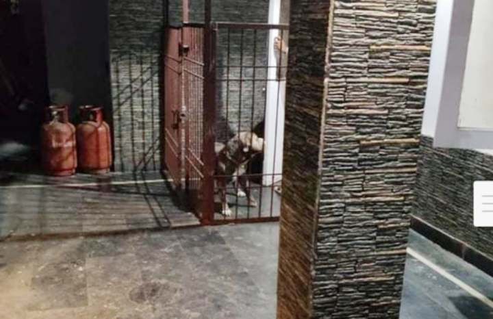 अनुपम नगर निवासी अक्षत राव को प्रतिबंधित पिटबुल कुत्तें को तत्काल हटाने के निर्देश अनुपम नगर निवासी अक्षत राव को प्रतिबंधित पिटबुल कुत्तें को तत्काल हटाने के निर्देश