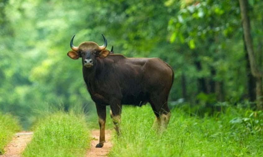 बारनवापारा अभयारण्य : जहां हर कदम पर है प्रकृति का रोमांच बारनवापारा अभयारण्य : जहां हर कदम पर है प्रकृति का रोमांच