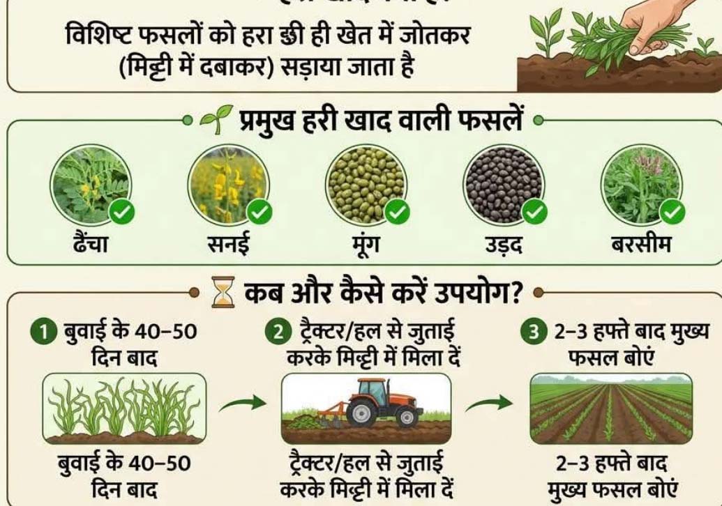 हरी खाद का उपयोग मिट्टी के लिए जीवनदायिनी संजीवनी से कम नहीं हरी खाद का उपयोग मिट्टी के लिए जीवनदायिनी संजीवनी से कम नहीं