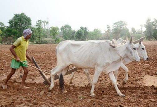 प्रदेश में मानसून के दस्तक के साथ ही खेती-किसानी में तेजी प्रदेश में मानसून के दस्तक के साथ ही खेती-किसानी में तेजी