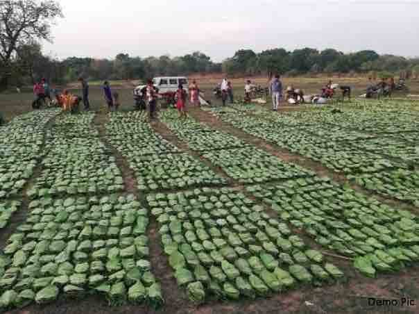 सरगुजा के 16,981 तेन्दूपत्ता संग्राहकों को मिलेगा 2.30 करोड़ रुपये से अधिक का प्रोत्साहन पारिश्रमिक सरगुजा के 16,981 तेन्दूपत्ता संग्राहकों को मिलेगा 2.30 करोड़ रुपये से अधिक का प्रोत्साहन पारिश्रमिक
