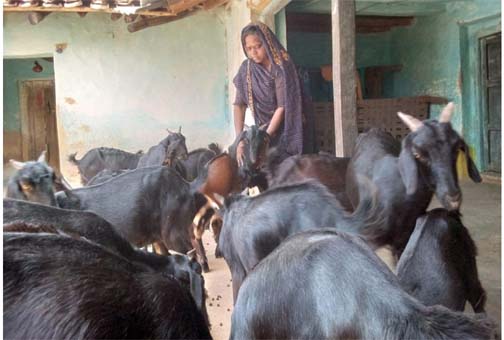 बिहान ने बदली मीरा सिंह की तकदीर, बकरी पालन से बनीं आत्मनिर्भरता बिहान ने बदली मीरा सिंह की तकदीर, बकरी पालन से बनीं आत्मनिर्भरता