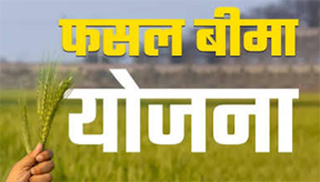 फसल बीमा योजना अंतर्गत चयनित उद्यानिकी फसलों का बीमा करने की अंतिम तिथि 31 जुलाई फसल बीमा योजना अंतर्गत चयनित उद्यानिकी फसलों का बीमा करने की अंतिम तिथि 31 जुलाई