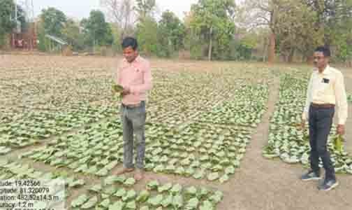तेन्दूपत्ता संग्रहण की नई पहल से अबुझमाड़ के 22 गांवों को मिला लाभ तेन्दूपत्ता संग्रहण की नई पहल से अबुझमाड़ के 22 गांवों को मिला लाभ