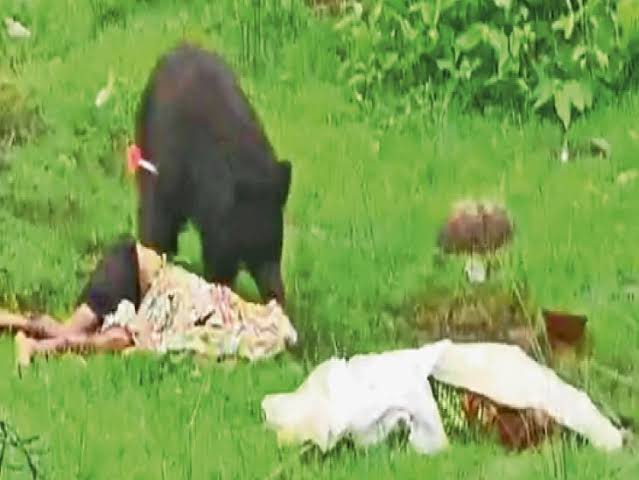 कांकेर में भालू के हमले में भाई-बहन की मौत कांकेर में भालू के हमले में भाई-बहन की मौत