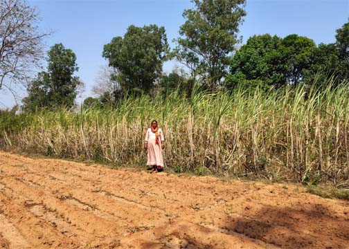 बिहान से प्रमिला ने लिखी आत्मनिर्भरता की कहानी, खेती के साथ सिलाई और मुर्गी पालन बना आय का मजबूत आधार बिहान से प्रमिला ने लिखी आत्मनिर्भरता की कहानी, खेती के साथ सिलाई और मुर्गी पालन बना आय का मजबूत आधार