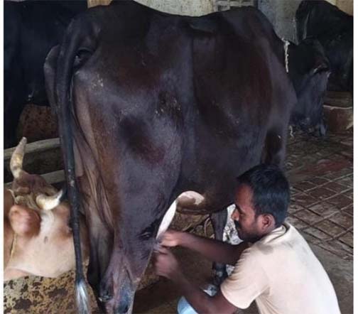 राष्ट्रीय कृत्रिम गर्भाधान कार्यक्रम से बदली योहिनापाली के नीलाम्बर की किस्मत राष्ट्रीय कृत्रिम गर्भाधान कार्यक्रम से बदली योहिनापाली के नीलाम्बर की किस्मत