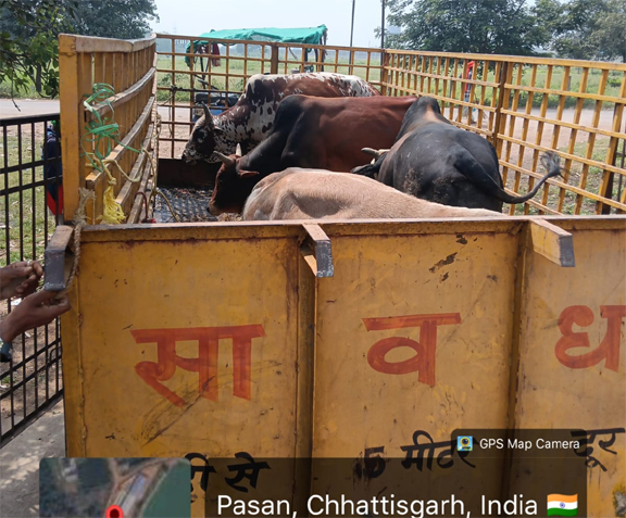 रायपुर नगर निगम जोन 8 क्षेत्र में प्रमुख सड़कों में आवारा मवेशियों की धरपकड़ रायपुर नगर निगम जोन 8 क्षेत्र में प्रमुख सड़कों में आवारा मवेशियों की धरपकड़