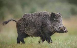 अंबागढ़ चौकी के हज्जुटोला में जंगली सूअर के हमले में महिला घायल