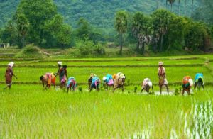 प्रदेश में मानसून सक्रिय, किसानों को समय पर बुवाई की सलाह