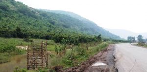 राम वन गमन पथ रोपण: बिलासपुर वनवृत्त के 111 किलोमीटर में 31 हजार पौधों का रोपण पूर्ण