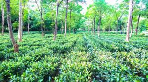 जशपुर की नई पहचान बन गए हैं यहां के चाय बागान