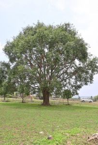 सवा सौ फीट का पेड़ बन चुका पूर्व प्रधानमंत्री श्री राजीव गांधी के द्वारा भेंट किया पीपल का पौधा