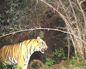 इन्द्रावती टायगर रिजर्व में मिला एक और बाघ: बाघों की कुल संख्या अब छः