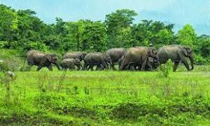 कटघोरा में हाथियों ने किया तीन मवेशियों को घायल