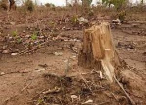  कृषकों की निजी भूमि में उगे खैर वृक्षों की अवैध कटाई का मामला 