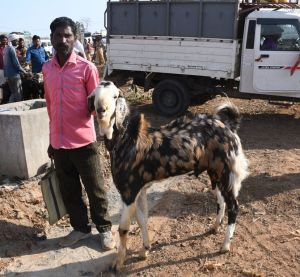  पौनी-पसारी योजना का हुआ विस्तार, जिले में खुला पहला बकरा-बकरी बाजार