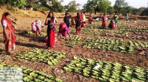 छत्तीसगढ़ में तेन्दूपत्ता संग्रहण का कार्य तेजी से जारी,  अब तक लगभग 45 प्रतिशत तेंदूपत्ता का संग्रहण