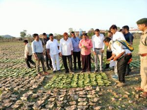  तेन्दूपत्ता संग्रहण: वनांचल में बिखेरी हरा सोना की चमक, अब तक लक्ष्य के आधा से अधिक तेंदूपत्ता का संग्रहण