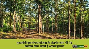 ‘मुख्यमंत्री वृक्ष संपदा’: 20 हजार लोगों की 31 हजार एकड़ भूमि वृक्षारोपण के लिए पंजीकृत