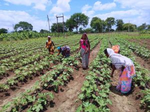 बाड़ी योजना से बालोद जिले के गौठानो में बारहमासी लहलहा रहे है फल, फूल एवं सब्जियां