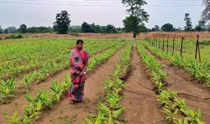 सफलता की कहानी: बाड़ी योजना से बालोद जिले के गौठानांे में लहलहा रही बारहमासी फल, फूल और सब्जियों की फसल