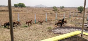 कटकोना गौठान में बकरी पालन कर रहा समूह, 67 हजार तक की हुई कमायी