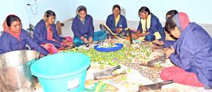  मुंगेली जिले के संबलपुर गांव के रीपा में जैम-जैली, आचार, टेडी बियर और ब्लैक गार्लिक बना रही हैं महिलाएं 