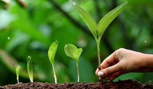  वन विभाग द्वारा इस वर्ष 3 करोड़ पौधों के रोपण तथा वितरण का लक्ष्य