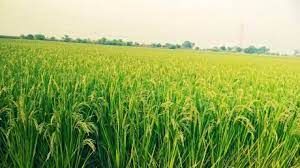 आगामी ख़रीफ़ मौसम में एक हज़ार हेक्टेयर से अधिक रकबे में होगा बीज उत्पादन