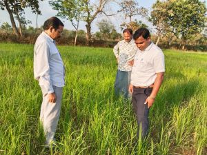  सफलता की कहानी : रागी की फसल से समृद्ध हो रहे किसान  