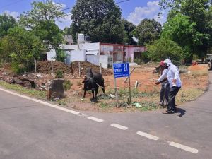 निगम क्षेत्र में आवारा घूमने वाले मवेशियों की हुई धरपकड़, भिलाई निगम ने चलाया आवारा पशुओ को पकड़ने का अभियान 