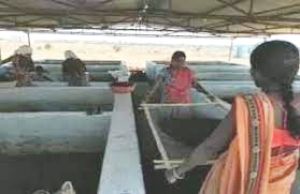 गौठानों से मिल रहे हैं रोजगार के नए अवसर