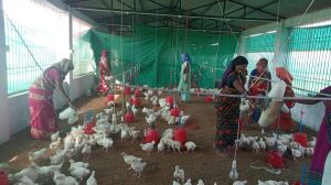  ग्रामीण महिलाएं स्व-सहायता समूह से जुड़कर आर्थिक रूप से हो रही हैं सशक्त