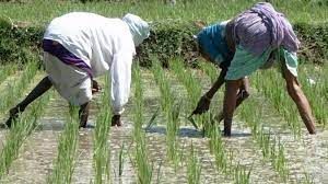 3 लाख 33 हजार हेक्टेयर में खरीफ फसलों की हो चुकी बोनी